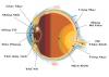 Cấu trúc của mắt